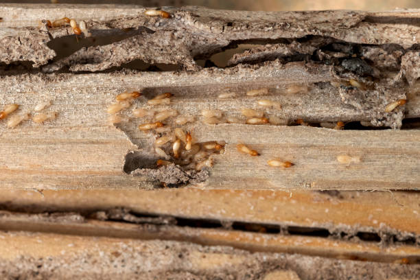 Best Residential Pest Control  in Cut Bank, MT